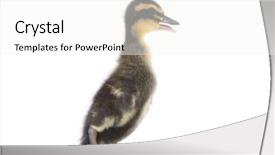  Presentation with cute duck - Colorful theme enhanced with ducklings - cute little newborn fluffy duckling backdrop and a  colored foreground