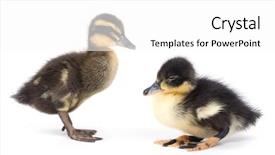  Presentation with cute duck - Presentation consisting of ducklings - cute little newborn fluffy duckling background and a  colored foreground