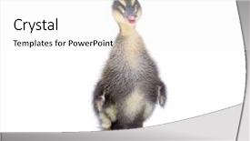  Presentation with cute duck - PPT layouts having ducklings - cute little newborn fluffy duckling background and a  colored foreground