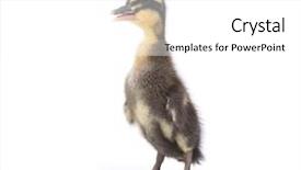  Presentation with cute duck - Audience pleasing PPT theme consisting of ducklings - cute little newborn fluffy duckling backdrop and a  colored foreground