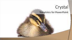  Presentation with cute duck - Cool new presentation design with ducklings - cute little newborn fluffy duckling backdrop and a white colored foreground