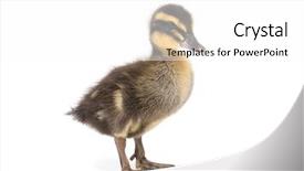  Presentation with cute duck - Presentation with ducklings - cute little newborn fluffy duckling background and a white colored foreground