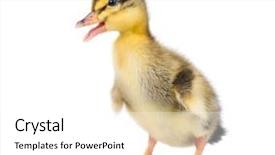  Presentation with cute duck - Audience pleasing theme consisting of ducklings - cute little newborn fluffy duckling backdrop and a  colored foreground