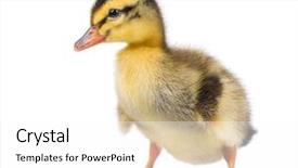  Presentation with cute duck - Amazing theme having ducklings - cute little newborn fluffy duckling backdrop and a white colored foreground