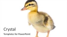  Presentation with cute duck - Beautiful PPT theme featuring ducklings - cute little newborn fluffy duckling backdrop and a white colored foreground