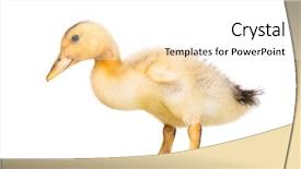  Presentation with mom and newborn - Presentation theme enhanced with ducklings - cute little yellow newborn duckling background and a white colored foreground