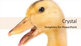  Presentation with newborn - Slides enhanced with ducklings - cute little yellow newborn duckling background and a  colored foreground