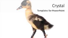  Presentation with mom and newborn - Cool new presentation theme with ducklings - cute little yellow newborn duckling backdrop and a white colored foreground