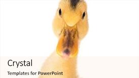  Presentation with chicken poultry farm white layer - Theme having ducklings - head cute little yellow newborn background and a blonde colored foreground