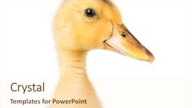  Presentation with chicken poultry farm white layer - Audience pleasing PPT layouts consisting of ducklings - head cute little yellow newborn backdrop and a cream colored foreground
