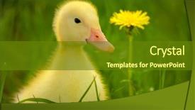  Presentation with yellow green - Cool new PPT layouts with ducklings - little yellow duckling backdrop and a tawny brown colored foreground