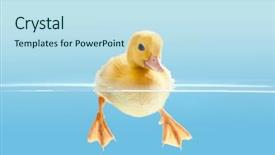  Presentation with easter bunny yellow spring flower - Amazing slide deck having ducklings - little yellow easter duckling swimming backdrop and a sky blue colored foreground