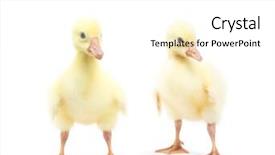  Presentation with abstract yellow gold and white - Cool new slide deck with ducklings - yellow duckling on white background backdrop and a  colored foreground