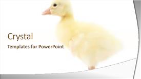  Presentation with yellow - Amazing presentation theme having ducklings - yellow duckling on white background backdrop and a  colored foreground