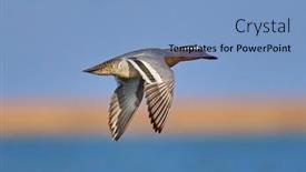  Presentation with flying - Slide deck featuring ducks-flying-over-the-river background and a light blue colored foreground