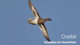  Presentation with flying - Presentation enhanced with ducks-flying-over-the-river background and a teal colored foreground