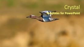  Presentation with flying - Presentation theme having ducks-flying-over-the-river background and a tawny brown colored foreground