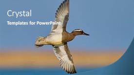  Presentation with flying - Slide set consisting of ducks-flying-over-the-river background and a teal colored foreground