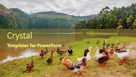  Presentation with azores islands - PPT theme having ducks-in-lagoa-azul-blue background and a tawny brown colored foreground