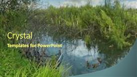  Presentation with pond - Audience pleasing slides consisting of ducks in pond backdrop and a tawny brown colored foreground