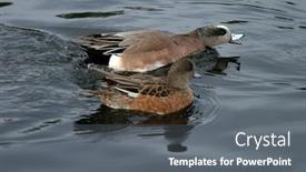  Presentation with in kind - Beautiful presentation theme featuring ducks-not-sure-what-kind backdrop and a gray colored foreground