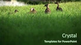  Presentation with green lake - Theme consisting of ducks on green grass background and a tawny brown colored foreground