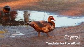  Presentation with farm house - Slides with ducks-playing-in-a-puddle background and a violet colored foreground