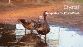  Presentation with farm house - PPT theme having ducks-playing-in-a-puddle background and a coral colored foreground