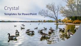  Presentation with swim - Audience pleasing PPT theme consisting of ducks-swim-on-the-simcoa backdrop and a lemonade colored foreground