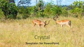  Presentation with harem - Colorful presentation theme enhanced with duel-of-impala-males backdrop and a yellow colored foreground