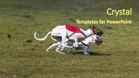  Presentation with race - Slides with duel of two magyar agar background and a  colored foreground