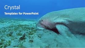  Presentation with sea - Slide set enhanced with dugong-eating-grass-on-sea background and a teal colored foreground