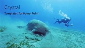  Presentation with sea - PPT theme featuring dugong-eating-grass-on-sea background and a teal colored foreground