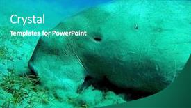  Presentation with whale - Presentation theme featuring dugong similar to manatee background and a teal colored foreground