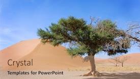  Presentation with single tree - Cool new presentation theme with dune and single tree at sossusvlei namib desert namibia backdrop and a coral colored foreground