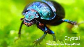  Presentation with wildlife - PPT theme consisting of dung-beetle-anoplotrupes-stercorosus-walking background and a tawny brown colored foreground