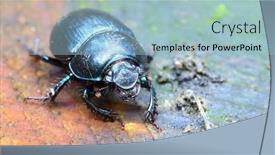  Presentation with wildlife - PPT theme enhanced with dung-beetle-anoplotrupes-stercorosus-walking background and a light blue colored foreground