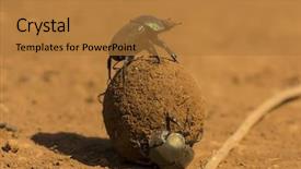  Presentation with roll - Amazing theme having dung beetles roll a dung backdrop and a gold colored foreground