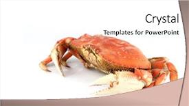  Presentation with crab - Colorful PPT layouts enhanced with dungeness crab isolated on white backdrop and a white colored foreground
