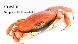 Presentation with crab - Slides consisting of dungeness crab background and a sky blue colored foreground