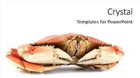  Presentation with cooked brown crab or edible - PPT theme consisting of dungeness crab background and a white colored foreground