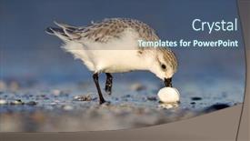  Presentation with natural - Slide set consisting of dunlin-in-natural-habitat-calidris background and a ocean colored foreground