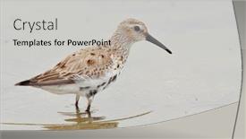  Presentation with natural - Audience pleasing slide set consisting of dunlin-in-natural-habitat-calidris backdrop and a light gray colored foreground