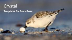  Presentation with natural - Cool new PPT theme with dunlin-in-natural-habitat-calidris backdrop and a gray colored foreground