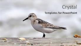  Presentation with natural - Presentation design consisting of dunlin-in-natural-habitat-calidris background and a light gray colored foreground