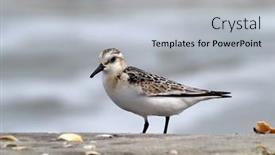 Presentation with natural - Colorful theme enhanced with dunlin-in-natural-habitat-calidris backdrop and a light gray colored foreground