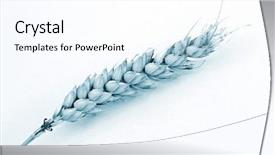  Presentation with ear - Cool new PPT theme with duotone - macro close up shot backdrop and a pink colored foreground