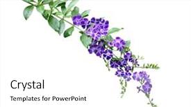 Presentation with purple - PPT theme featuring duranta-erecta-purple-flower background and a white colored foreground