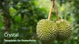  Presentation with durian - Cool new presentation design with durian in the orchard backdrop and a  colored foreground