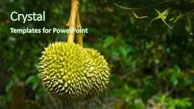  Presentation with durian - Colorful PPT theme enhanced with durian in the orchard backdrop and a tawny brown colored foreground